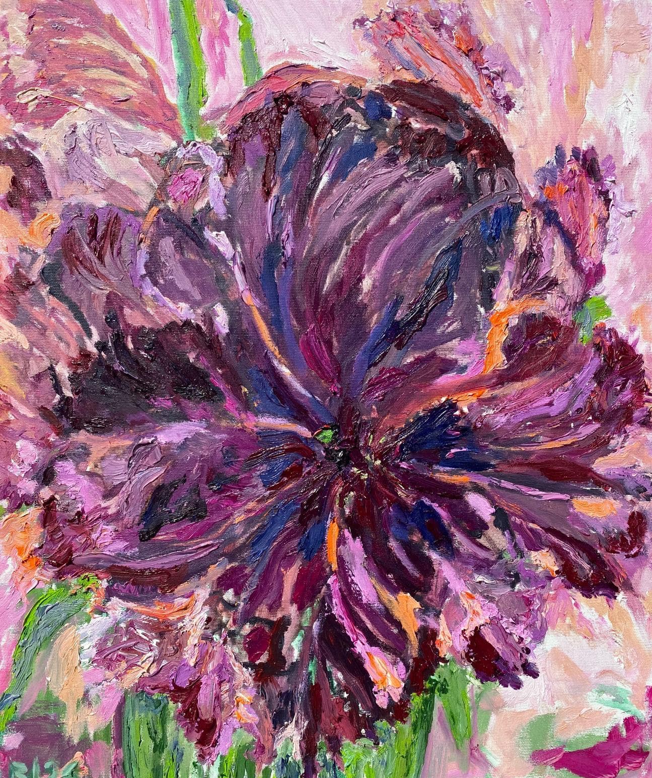 Grosse Tulpe in Violett und Purpur vor rosa Grund
